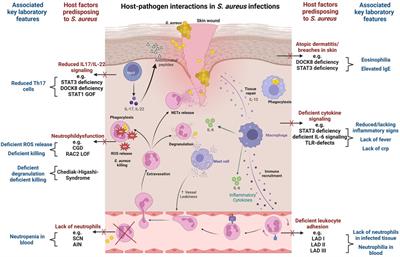 Inborn errors of immunity with susceptibility to S. aureus infections